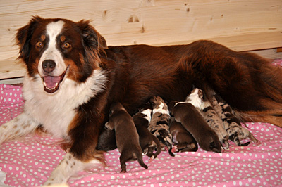 die Welpen sind da