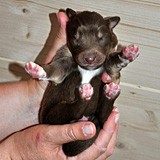 Balou